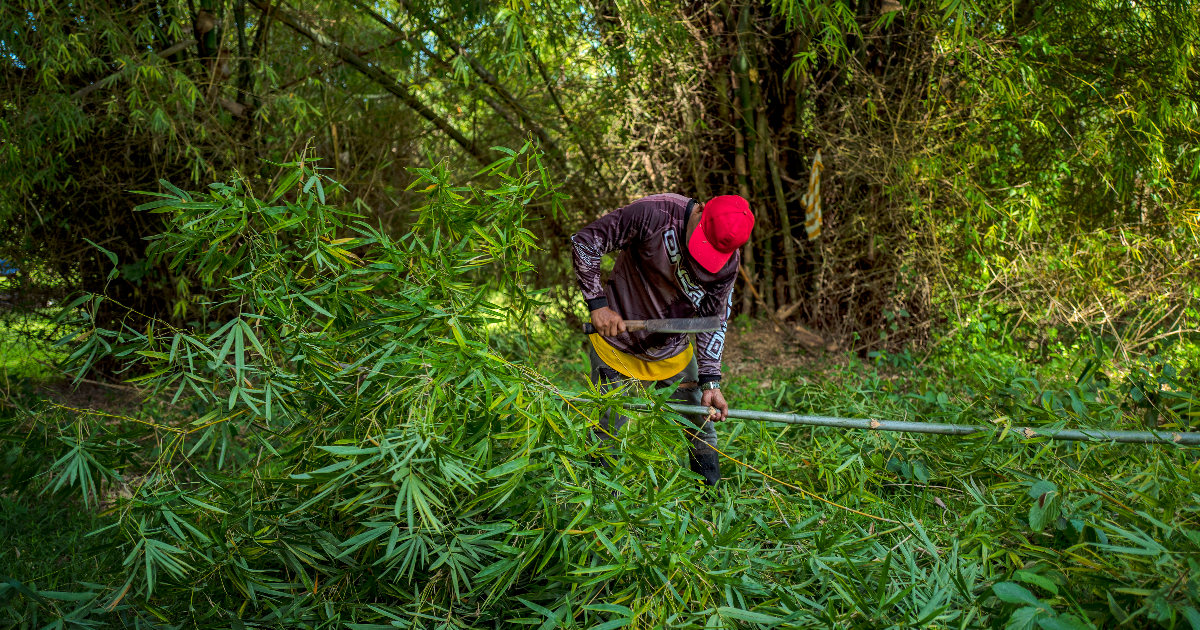 Bamboo vs. Climate Change