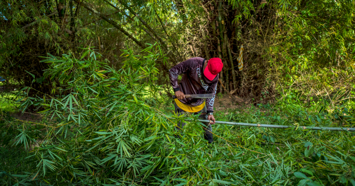 Bamboo vs. Climate Change